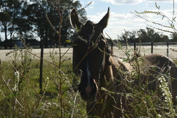Caballo