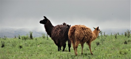 guanaco