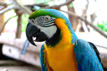 blue and yellow macaw