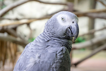 portrait of a parrot