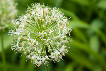 Allium
