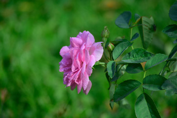 Fototapeta premium Pink roses Beautiful natural Start to look fresh.