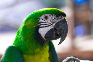 blue and yellow macaw