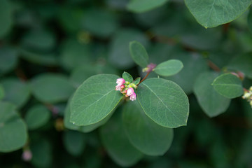 Symphoricarpos albus  or Common Snowberry plant with white berries in blossom stage. Caprifoliaceae...