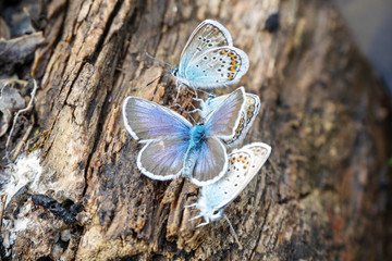 Beautiful butterflies sit on the trunk of an old tree. Close-up.
