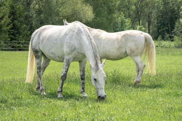 Obraz na płótnie Canvas Horses standing on a field with green grass