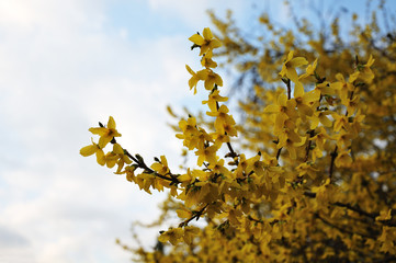 Fototapeta na wymiar rain drops on yellow flowers of a forsythia shrub