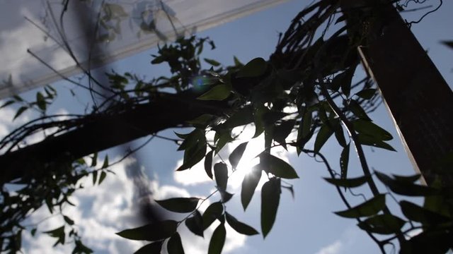 Sun shining through leaves slow motion wedding canopy