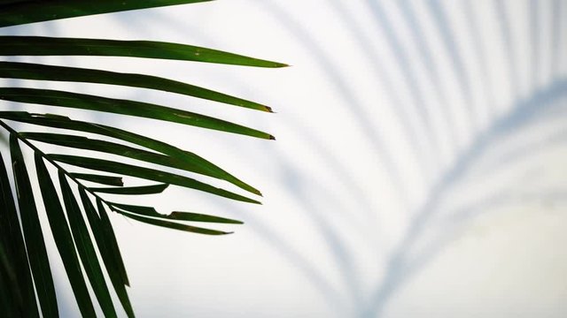 Close up silhouette shadow of palm and coconut leaves motion by natural wind and sun light on white wall background.