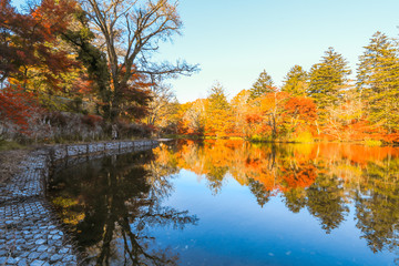 Beautiful Japan autumn at Kumoba Pond or Kumoba ike of Karuizawa ,Nagano Prefecture Japan.