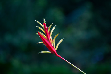  Heliconia flowers Natural color Looked fresh, happy.