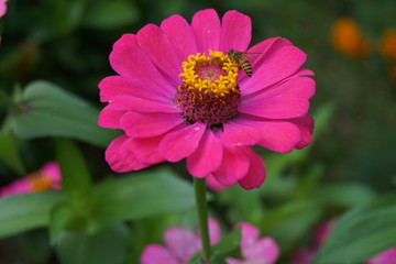 Obraz premium bee on a flower