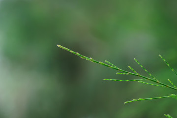 Pine leaves have joints arranged together until very long.