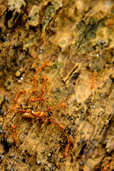Red ants help bring the victim back to the nest.