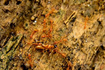 Red ants help bring the victim back to the nest.