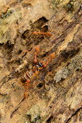 Red ants help bring the victim back to the nest.