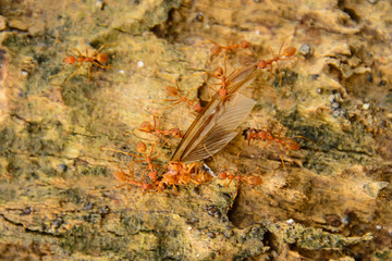 Red ants help bring the victim back to the nest.