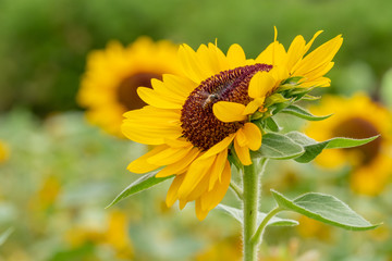 bee on sunflower