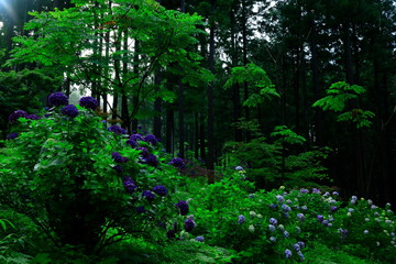 もりに咲く紫陽花