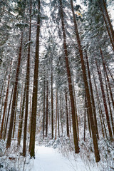 Snow covered trees in a winter forest. Tall trunks of pine trees