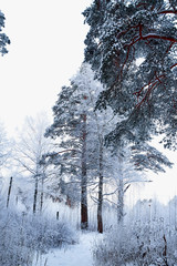 Snow covered trees in a winter forest. Tall trunks of pine trees