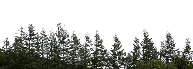 Pine trees isolated in white background.