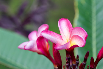 Macro view of newly opening pink and yellow rainbow plumeria (frangipani) blossoms after a fresh rain