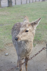 Japenese Deer