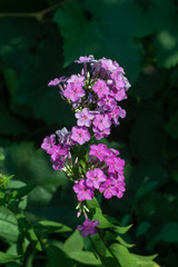Obraz premium lovely lilac flowers in the garden