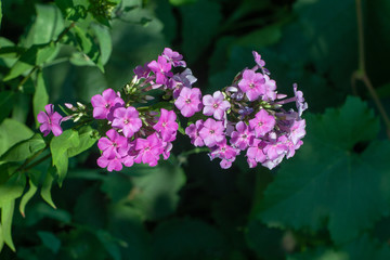 lovely lilac flowers in the garden