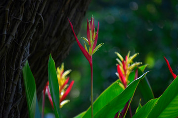  Heliconia flowers Natural color Looked fresh, happy.