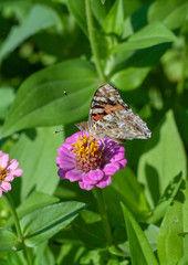 butterfly on a flower in the garden