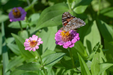 butterfly on a flower in the garden