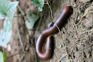 millipede