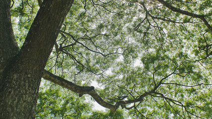 Bottom view big tree background.