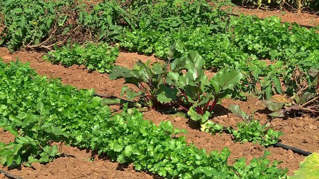 Rows of market garden plantations using the principle of agroecology, sunny day.