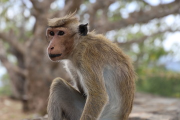 Monkey Closeup, Macaca, Sri Lanka, Asia