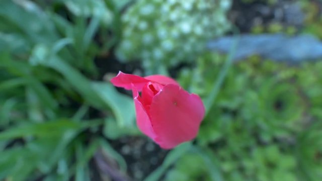 23504_The_small_red_petal_of_the_flower_in_the_garden.mov