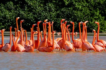 Obraz premium group of red flamingos