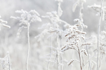 Foggy landscape. Field in morning mist.
