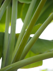 Obraz premium banana leaves brance blurred of nature background