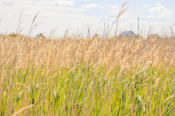 high meadow grass by the lake