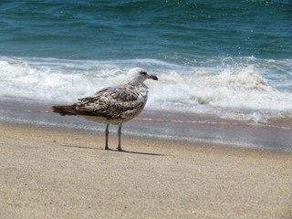 seagull on the beach in portugal