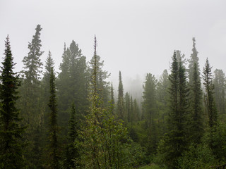 Fir-trees and cedars in a fog. Rain in the coniferous forest. Cloudy day in the mountains of Western Sayan
