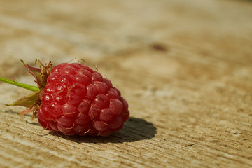 Branch of ripe raspberries in garden. Red sweet berries growing on raspberry bush in fruit garden.