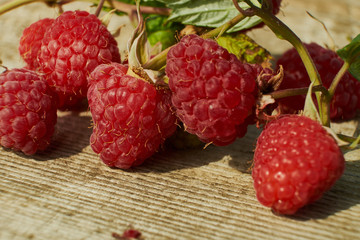 Branch of ripe raspberries in garden. Red sweet berries growing on raspberry bush in fruit garden.
