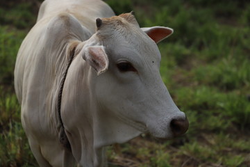 Obraz na płótnie Canvas White Cow, India / Sri Lanka, Asia 