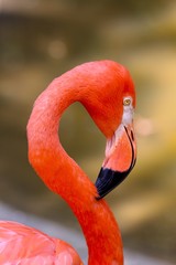 Flamingo in Mexico 