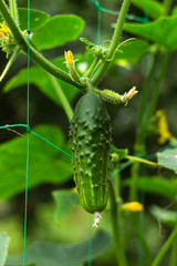Green cucumbers grow in the garden on a special grid. Vegetable growing, agriculture. Small cucumbers with flowers