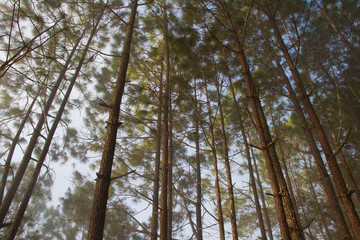 Forest and branches of pine trees with morning mist natural background.